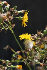 yellow flowers in the garden