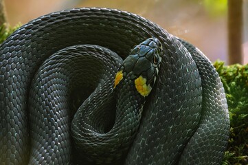 The grass snake Natrix natrix , sometimes called the ringed snake or water snake, is a Eurasian non-venomous snake. It is often found near water and feeds almost exclusively on amphibians. Lithuania