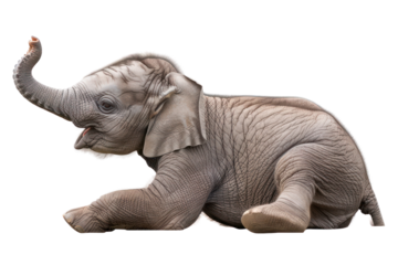 Adorable baby elephant lying down with trunk raised, isolated on white background, showcasing playful behavior and natural beauty.