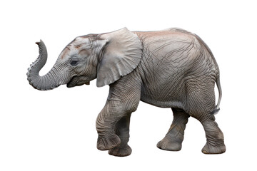 Obraz premium A young baby elephant with wrinkled grey skin, walking and lifting its trunk, isolated against a white background.