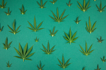 Obraz premium Cannabis leaves with marijuana, cbd, Flat lay composition