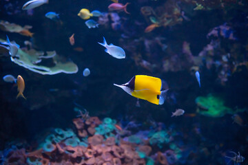 Yellow fish butterfly Chaetodon lineolatus