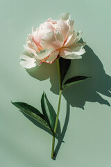 Obraz premium Photo of a single pastel pink peony flower on a light green background with long shadows, done in a minimalist style.