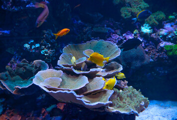 coral reef and colourful fishes in aquarium