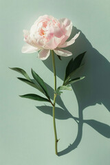 Fototapeta premium Photo of a single pastel pink peony flower on a light green background with long shadows, done in a minimalist style.