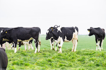 Kühe auf der Weide in Ostfriesland