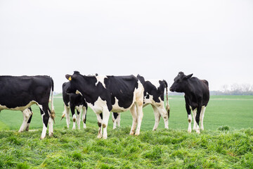 Kuhherde in Ostfriesland