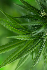 Weed medicine leaf, Grow indica flowering, Cannabis plant, Marijuana