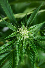 Cannabis leaf and marijuana plant. medical marijuana cannabis