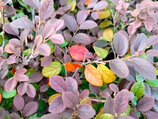 leaves