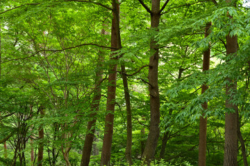 新緑の季節　大自然の中で森林浴