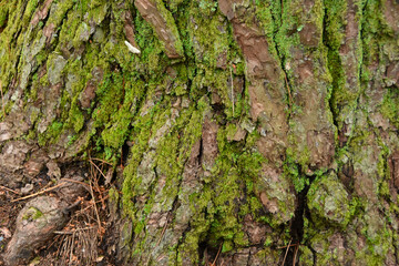 木の幹に生える苔