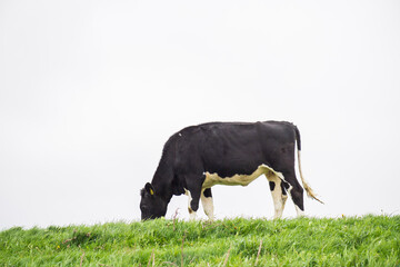 Grasende Kuh auf der Weide in Ostfriesland