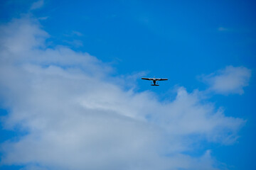 青空を滑空する軽飛行機