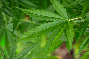 Cannabis leaves, Hemp medical plant, Marijuana