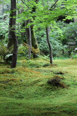 Close-up of moss garden in Japan