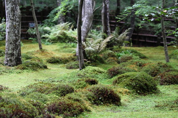Close-up of moss garden in Japan