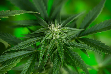 Marijuana plant with medical cannabis, cbd