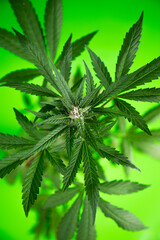 Marijuana plant, medical marijuana concept