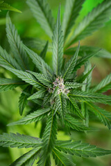 Cannabis leaf and marijuana plant. medical marijuana cannabis