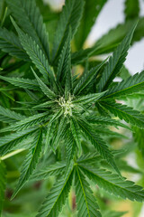 Cannabis leaf and marijuana plant. medical marijuana cannabis