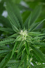 Weed medicine leaf, Grow indica flowering, Cannabis plant, Marijuana