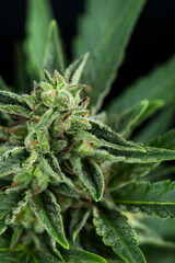 Marijuana cannabis leaf in the light