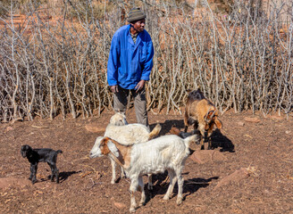 village african man with his heard of goats in the pen, kraal