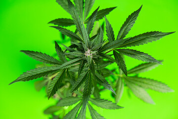 Green cannabis flowers, Weed medicine leaf, Marijuana