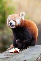 Obraz premium Red panda eating