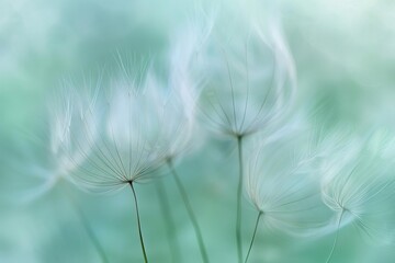 Delicate Dandelion Seeds on Soft Green Background