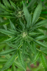 Cannabis leaf and marijuana plant. medical marijuana cannabis