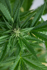 Marijuana plant with medical cannabis, cbd
