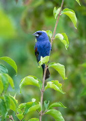 blue grosbeak