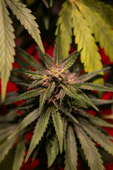 Marijuana plant, medical marijuana concept