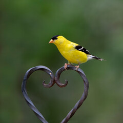 Goldfinch on heart shaped metal ornament