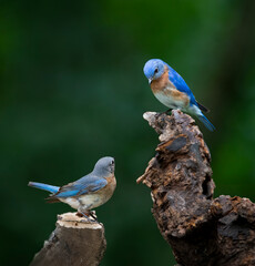 male and female bluebirds on perch