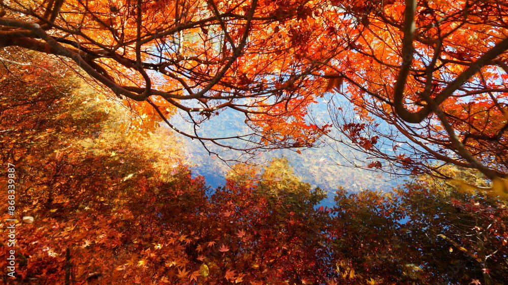 Wall mural 紅葉の雲場池