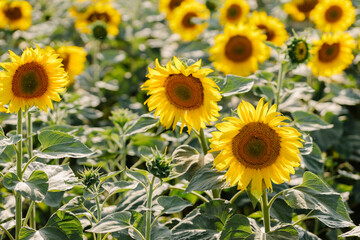Fototapeta premium Close-up of sunflowers in a sunny field with a summer backdrop