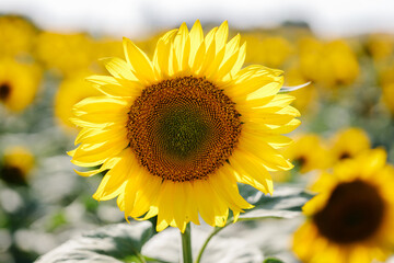 Naklejka premium A detailed close-up of a vibrant sunflower in full bloom, showcasing the intricate patterns and bright yellow petals. Captured in a natural setting, this image highlights the beauty.