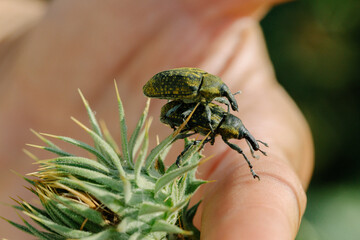 A detailed macro shot capturing two beetles mating on a thistle plant. The image highlights the intricate textures and colors of the insects and the plant, showcasing a moment of natural behavior. 