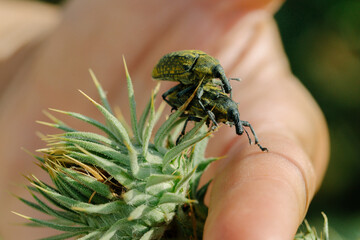 A detailed macro shot capturing two beetles mating on a thistle plant. The image highlights the intricate textures and colors of the insects and the plant, showcasing a moment of natural behavior. 