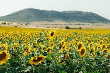A breathtaking view of a vast sunflower field in full bloom under a clear sky, capturing the vibrant yellow petals and lush green leaves of the sunflowers. The landscape showcases the beauty of nature