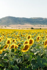 Fototapeta premium A breathtaking view of a vast sunflower field in full bloom under a clear sky, capturing the vibrant yellow petals and lush green leaves of the sunflowers. The landscape showcases the beauty of nature