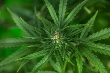 Weed medicine leaf, Grow indica flowering, Cannabis plant, Marijuana