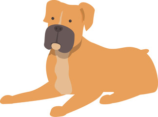 Brown and black boxer dog lying down on all fours