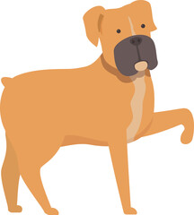Boxer dog standing on white background raising paw