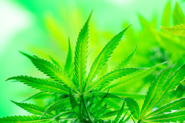 Green cannabis flowers, Weed medicine leaf, Marijuana