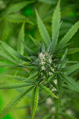 Weed medicine leaf, Grow indica flowering, Cannabis plant, Marijuana