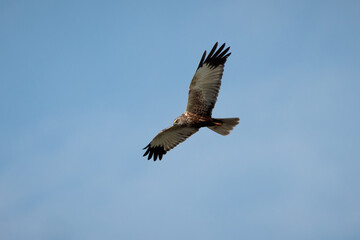 Red kite (Milvus milvus). Bird in its natural environment.